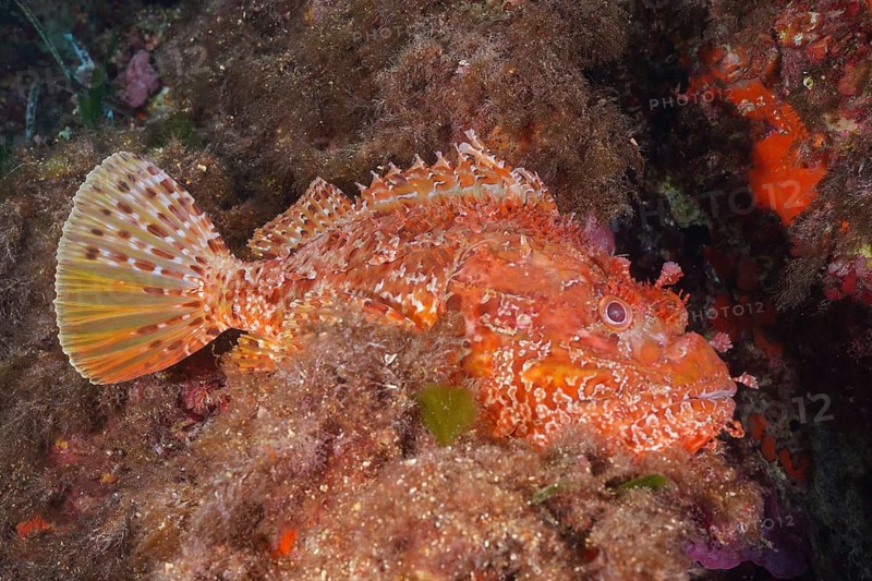Large red scorpionfish (Scorpaena scrofa), sea sow, in the Mediterranean near Hyères. Dive site Giens Peninsula, Côte d'Azur, France, Europe