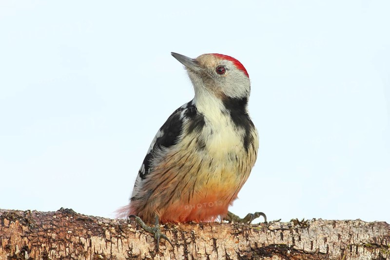 Middle spotted woodpecker (Dendrocopos medius) sitting attentively on birch trunk, in winter, light background, wildlife, snow, animals, birds, woodpeckers, Siegerland, North Rhine-Westphalia, Germany, Europe
