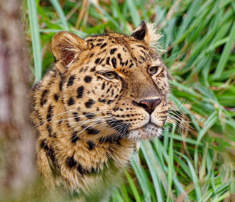 Amur leopard (Panthera pardus orientalis) Animal portrait, captive, threatened with extinction, distribution bordering Russia and China