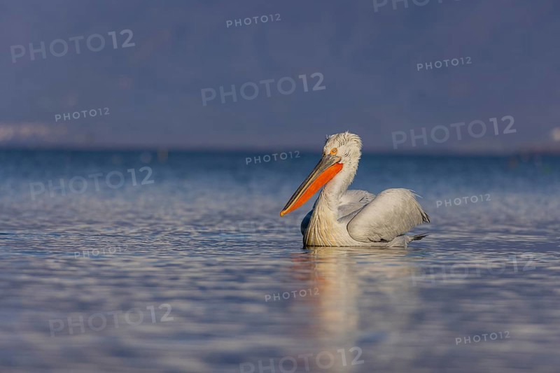 Dalmatian Pelican (Pelecanus crispus), swimming, orange throat pouch, Lake Kerkini, Greece, Europe
