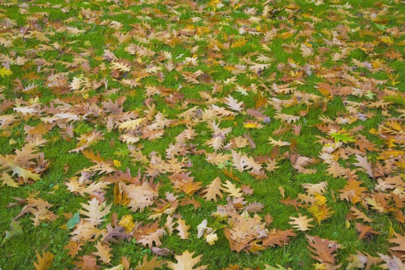 Close-up of fallen brown and yellow Quercus, Oak tree leaves on Poa pratensis, Kentucky Bluegrass lawn in autumn, Quebec, Canada, North America