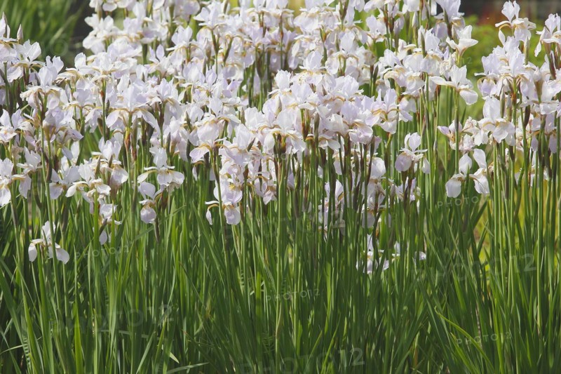 Siberian iris (Iris sibirica), flowers, North Rhine-Westphalia, Germany, Europe