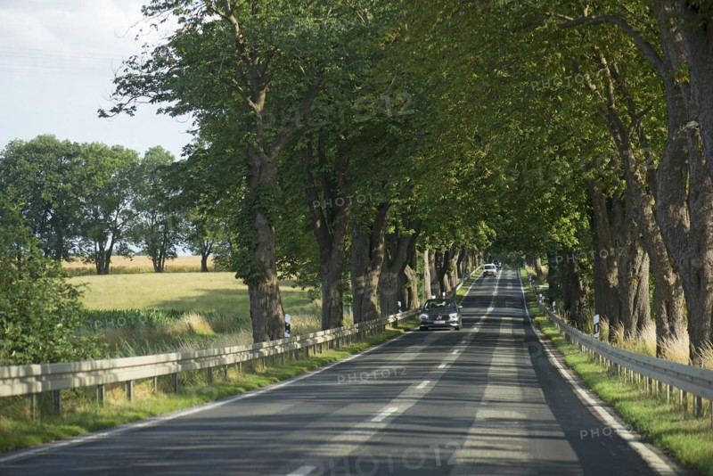 Chestnut avenue (Castanea) on a country road, Mecklenburg-Western Pomerania, Germany, Europe