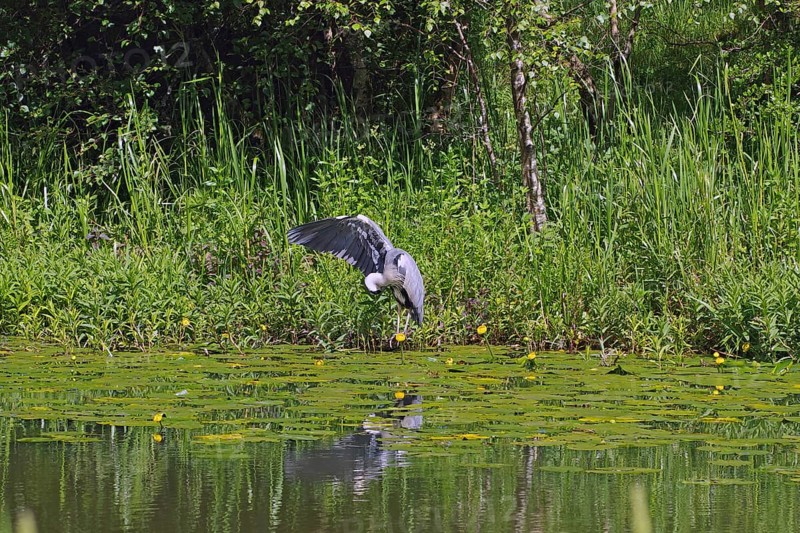 A heron flies over a loch surrounded by lush vegetation and reflective water, water lilies, Forth and Clyde Canal, Scotland, United Kingdom, Europe