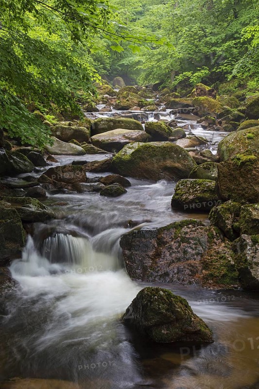 Ilse creek running in the Ilse valley, Ilsetal at the Harz National Park in summer, Saxony-Anhalt, Germany, Europe