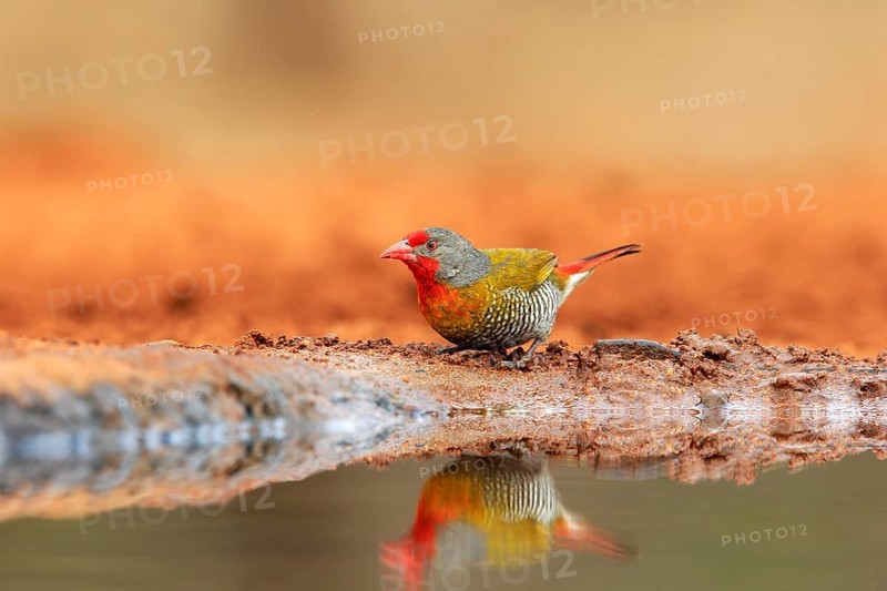 Green-winged pytilia (Pytilia melba), adult, at the water, Kruger National Park, Kruger National Park, Krugerpark, South Africa, Africa
