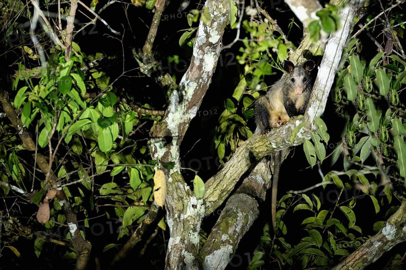 Commun Opossum, Didelphis marsupialis marsupialis, Amazon basin, Brazil, South America