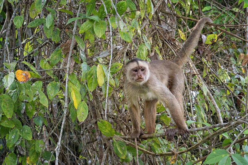 White fronted capuchin, Cebus albifrons, Amazon basin, Brazil, South America