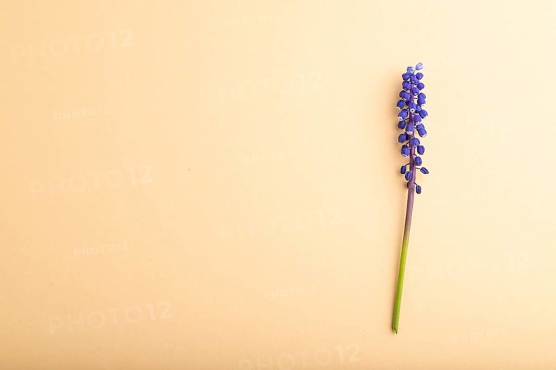 Blue muscari or murine hyacinth flower on orange pastel background. top view, flat lay, copy space, still life. Beauty, spring, summer concept. viper bow