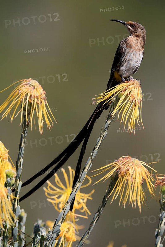 Cape Honeybird (Promerops cafer), adult, male, on flower, Protea, vigilant, Kirstenbosch Botanical Gardens, Cape Town, South Africa, Africa