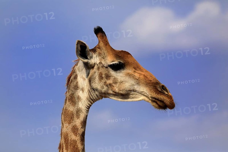 Southern giraffe (Giraffa camelopardalis giraffa), adult, portrait, Kruger National Park, Kruger National Park, Krugerpark, South Africa, Africa