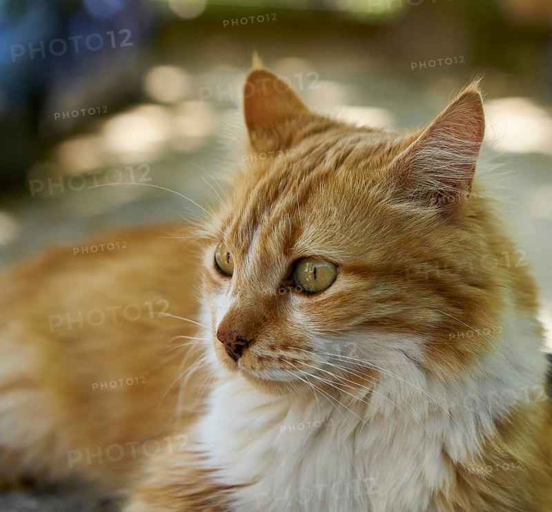 Reddish white tabby felidae (Felis catus) in La Roque-sur-Cèze, Gard department, Occitanie region, France, Europe