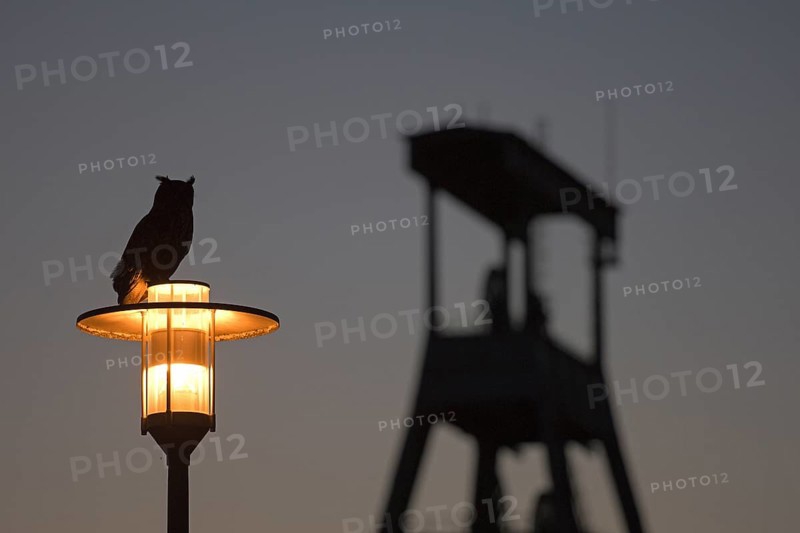 Eurasian eagle-owl (Bubo bubo), adult male, sitting on a lantern, in the background the winding tower of Ewald colliery, at dusk, Herten, Ruhr area, North Rhine-Westphalia, Germany, Europe