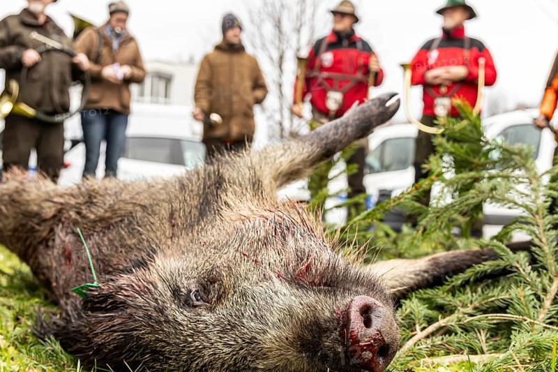 A shot wild boar after the hunt with hunting horns, driven hunt, social hunt in Schönbuch near Böblingen, Baden-Württemberg, Germany, Europe