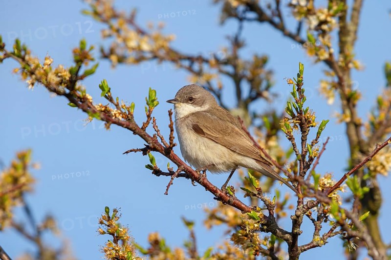 Lesser whitethroat (Sylvia curruca), perch, Quirnheimer Berg, Bad Dürkheim district, Rhineland-Palatinate, Germany, Europe