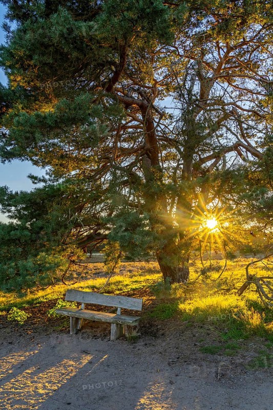 Westruper Heide, in the Hohe Mark Westmünsterland nature park Park, old wooden bench on a tree, near Haltern am See, heather blossom, North Rhine-Westphalia, Germany, Europe