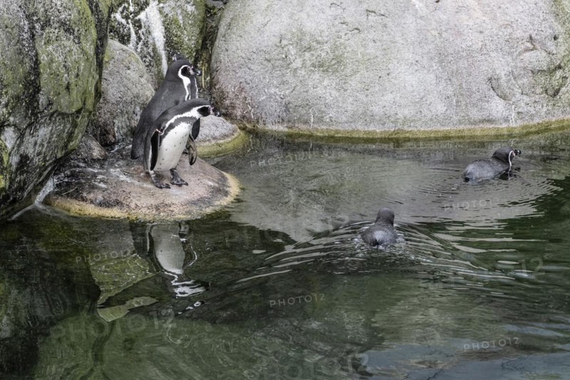 Magellanic penguins (Spheniscus magellanicus), Emmen Zoo, Netherlands