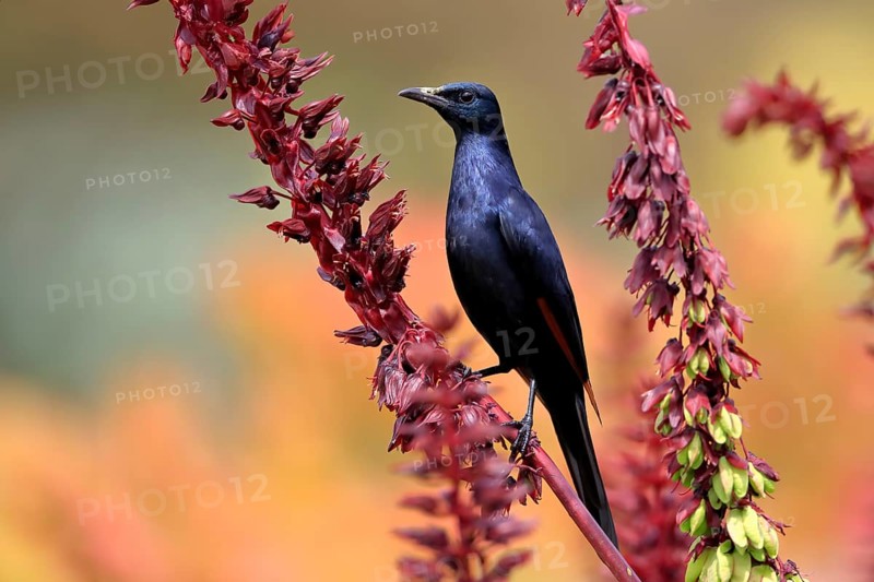 Red-winged starling (Onychognathus morio), adult, male, foraging, on honeybush (Melianthus major), Kirstenbosch Botanical Gardens, Cape Town, South Africa, Africa
