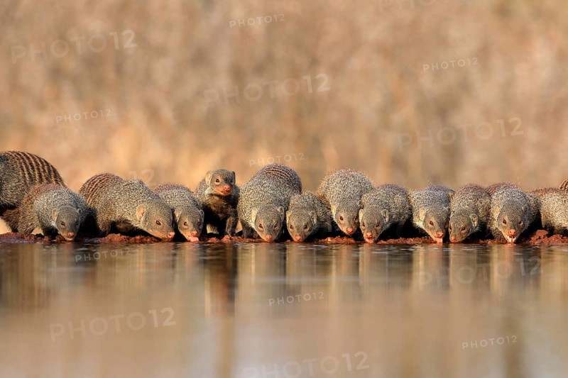 Zebra mongoose (Mungos mungo), adult, group, at the water, drinking, Kruger National Park, Kruger National Park, Kruger National Park South Africa
