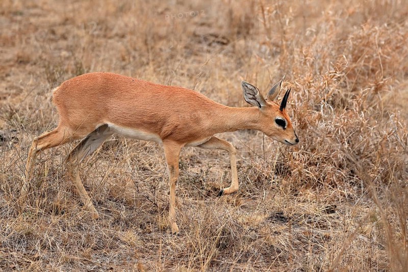 Steenbok (Raphicerus campestris), adult, male, running, foraging, alert, dwarf antelope, Kruger National Park, Kruger National Park, Kruger National Park South Africa