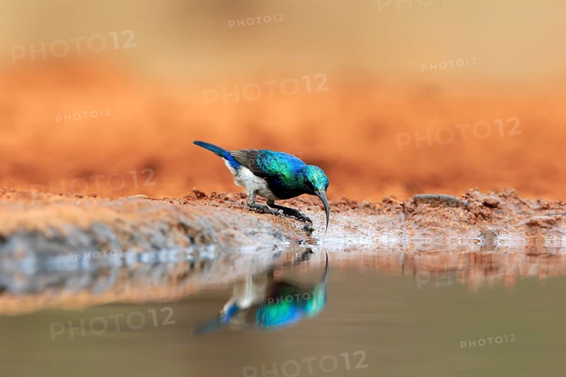 White-bellied Sunbird (Cinnyris talatala), adult, male, at the water, drinking, Kruger National Park, Kruger National Park, Kruger National Park South Africa