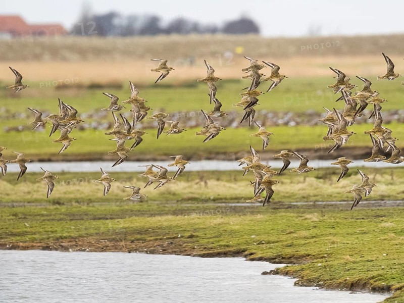 Eurasian Golden Plover (Pluvialis apricaria) flock in flight over a coastal lagoon, migrating northwards in early springtime, island of Texel, Holland
