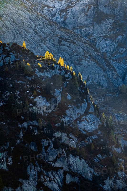 Gleefully coloured larches against the light on a rugged cliff, Canton Valais, Switzerland, Europe