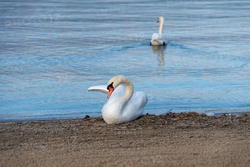 Two mute swans (Cygnus olor), Lake Plau, Ganzlin, Mecklenburg-Western Pomerania, Germany, Europe
