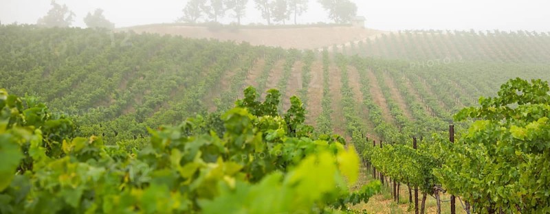 Beautiful grape vineyard landscape banner