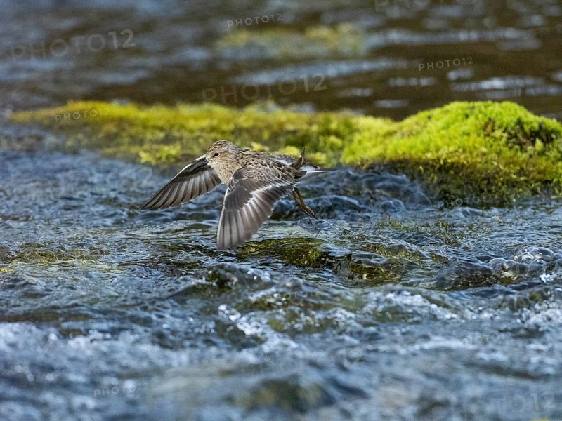 Temminck's Stint (Calidris temminckii), flying across a stream, Finnmark, Norway, Europe