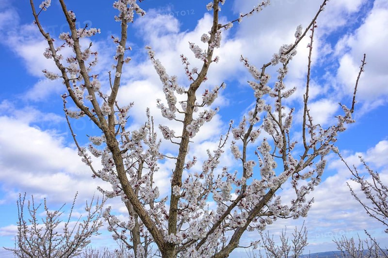 Blossoming apricot trees in front of a blue sky with clouds, Paudorf, Lower Austria, Austria, Europe