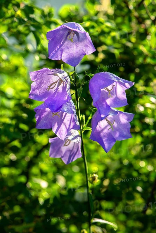 Tussock bellflower (Campanula carpatica) against the light, Bavaria, Germany, Europe