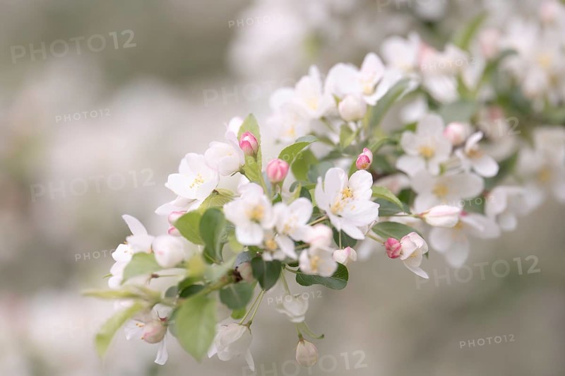 Apple blossom branch with white open flowers and yellow stamens, few closed flowers in pink, green leaves, background light and blurred, Dortmund, Germany, Europe