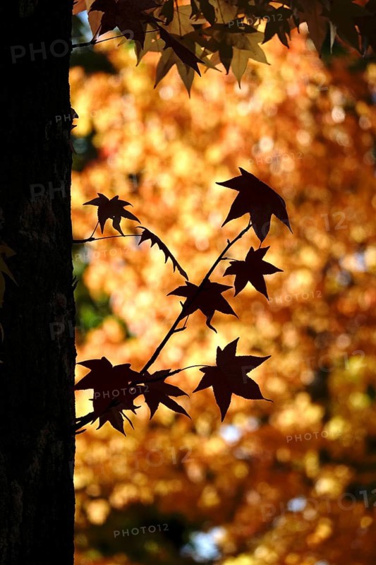 Leaves of the amber tree, October, Germany, Europe