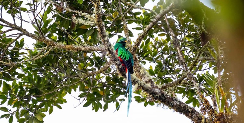 Resplendent quetzals (Pharomachrus mocinno) sitting on a tree in the cloud forest, Parque Nacional Los Quetzales, Costa Rica, Central America