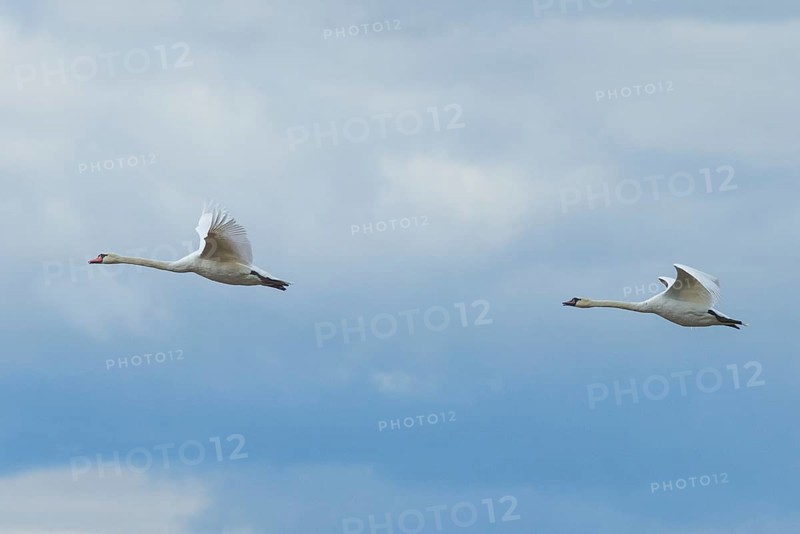 Two swans (Cygnus) in flight in a cloudy sky, Lake Neusiedl National Park, Burgenland, Austria, Europe