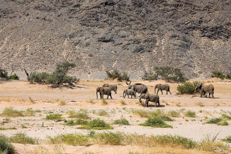 Desert elephants (Loxodonta africana) in the Huab dry river, Damaraland, Kunene region, Namibia, Africa