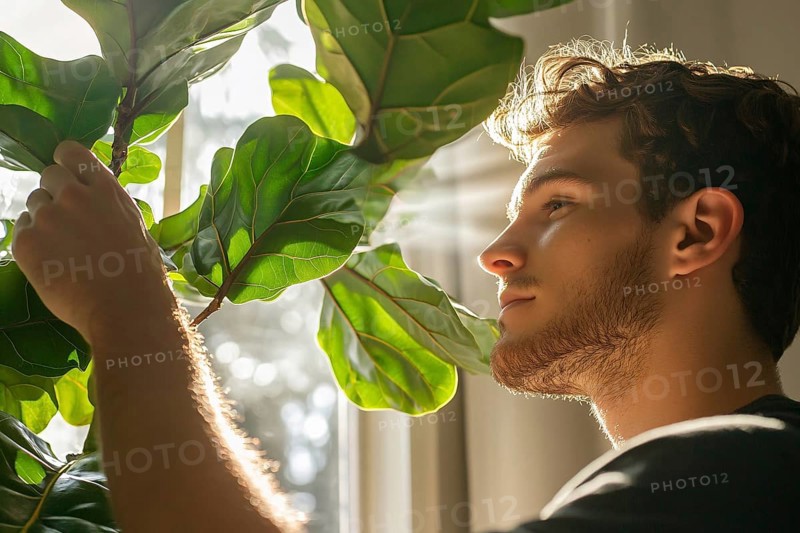 Young man taking care of Ficus houseplant. Generative AI, AI generated