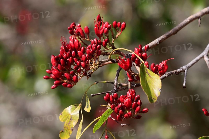 Schotia (Schotia brachypetala), flower, flowering, Kirstenbosch Botanical Gardens, Cape Town, South Africa, Africa
