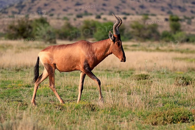 Red hartebeest (Alcelaphus buselaphus caama), Kaama, adult, running, foraging, alert, Mountain Zebra National Park, Eastern Cape, South Africa, Africa