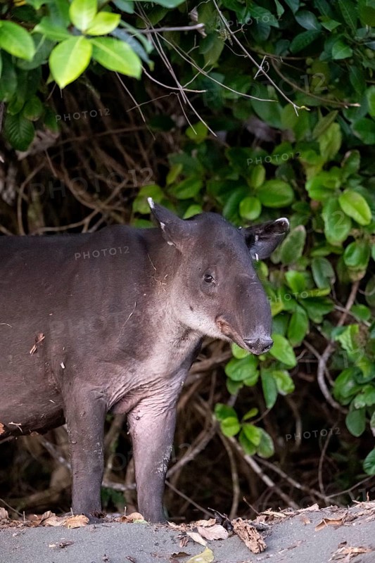Baird's tapir (Tapirus bairdii), juvenile, in the rainforest, Corcovado National Park, Osa, Puntarena Province, Costa Rica, Central America