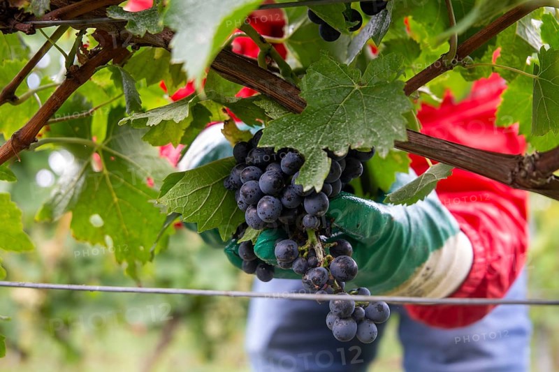 Grape grape harvest: Hand-picking Pinot Noir grapes in the Palatinate