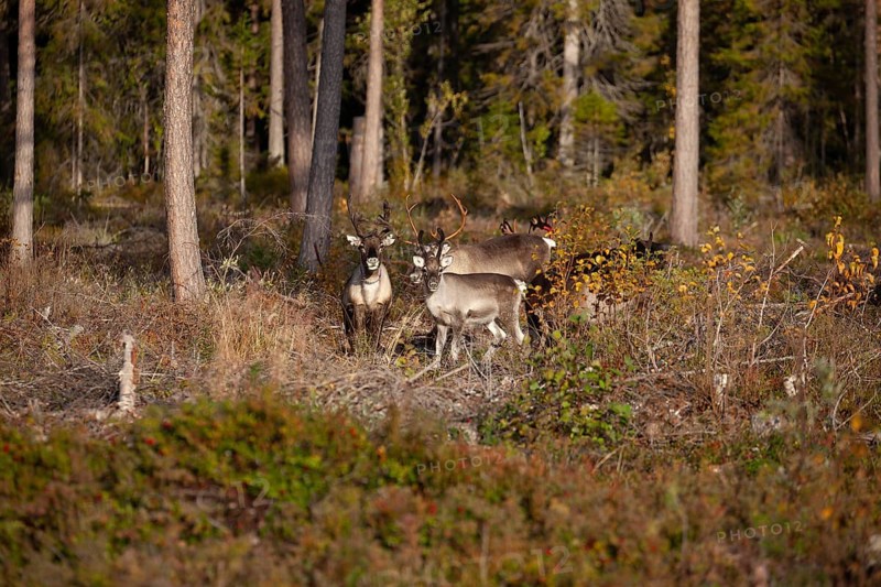 Lapland, Sweden. Reindeer in the forest