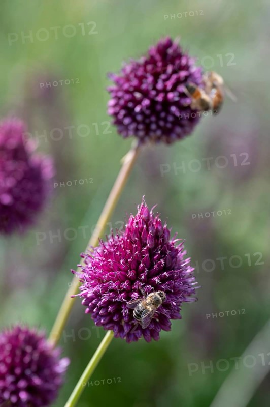 Honey bee (Apis) on round-headed leek (Allium sphaerocephalon), Bavaria, Germany, Europe