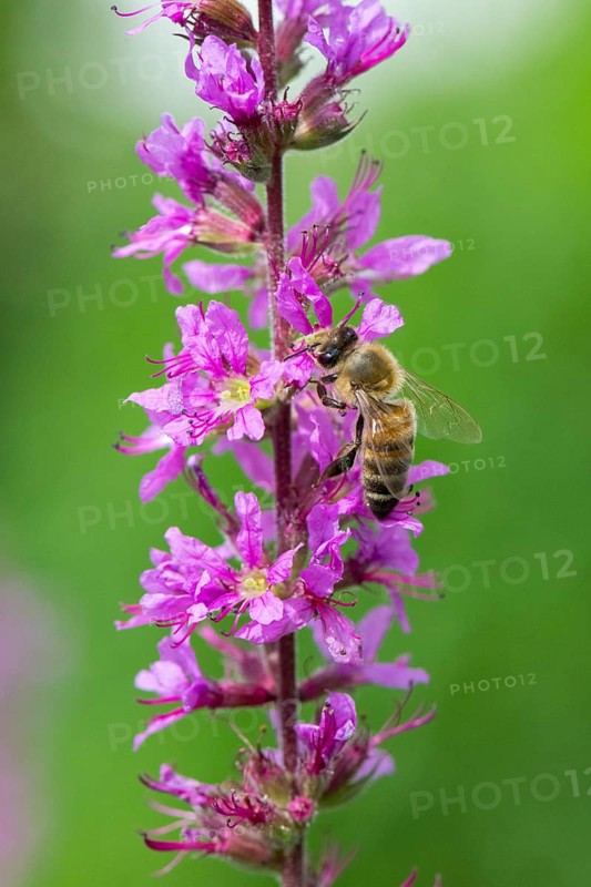 A honey bee (Apis mellifera) sits on a pink flower, purple loosestrife (Lythrum salicaria) and pollinates it, blurred green and pink colours can be seen in the background, Baden-Württemberg, Germany, Europe