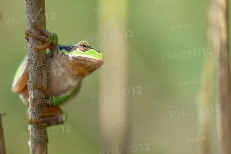 Common Tree Frog (Hyla arborea) sitting in the vegetation at the edge of the forest.Bas rhin, alsace, grand est, France, Europe
