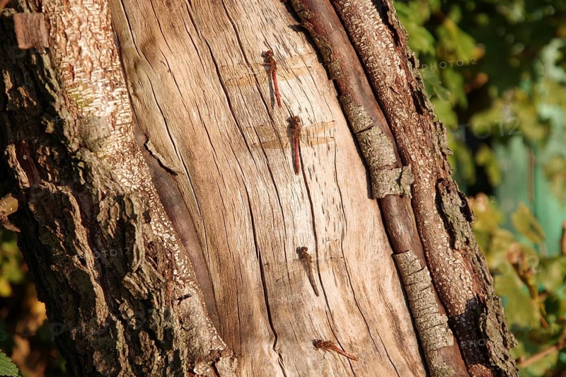Vagrant darter (Sympetrum vulgatum), tree trunk, four, sunlight, Three male and one female dragonfly sitting on a tree trunk and resting in the light of the evening sun in autumn