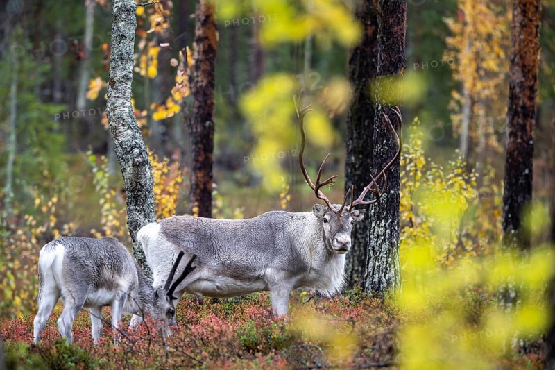 Reindeer (Rangifer tarandus) in the forest, Lapland, Finland, Europe