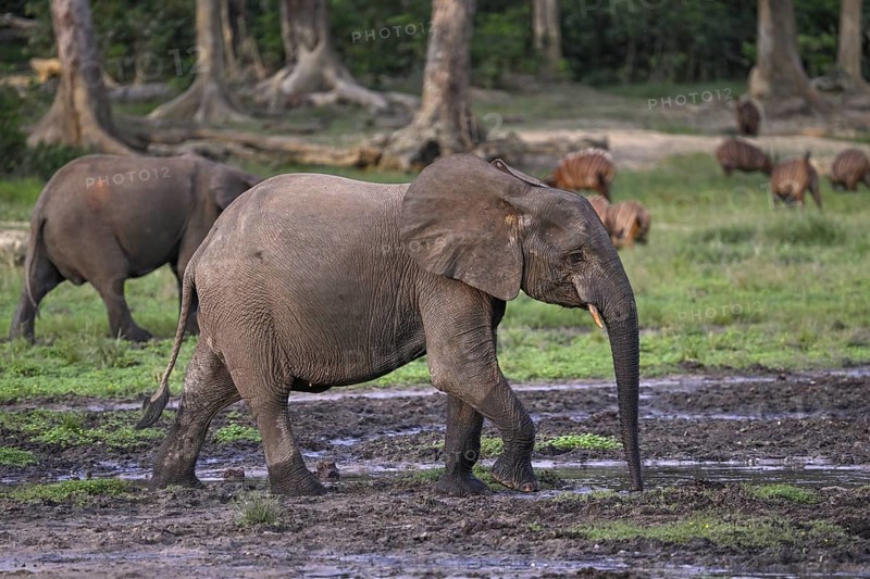 Forest elephant (Loxodonta cyclotis) and bongo antelope (Tragelaphus eurycerus) in the Dzanga Bai forest clearing, Dzanga-Ndoki National Park, Unesco World Heritage Site, Dzanga-Sangha Complex of Protected Areas (DSPAC), Sangha-Mbaéré Prefecture, Central African Republic, Africa
