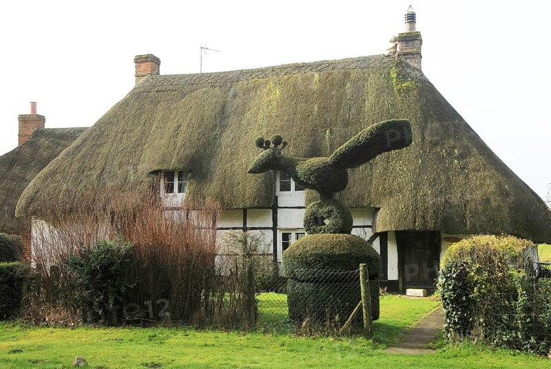 Topiary hedging thatched country cottage, Cadley, near Marlborough, Wiltshire, England, UK